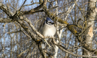 20090114bluejay001.jpg