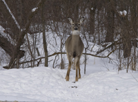 20090222deer_blind10.jpg